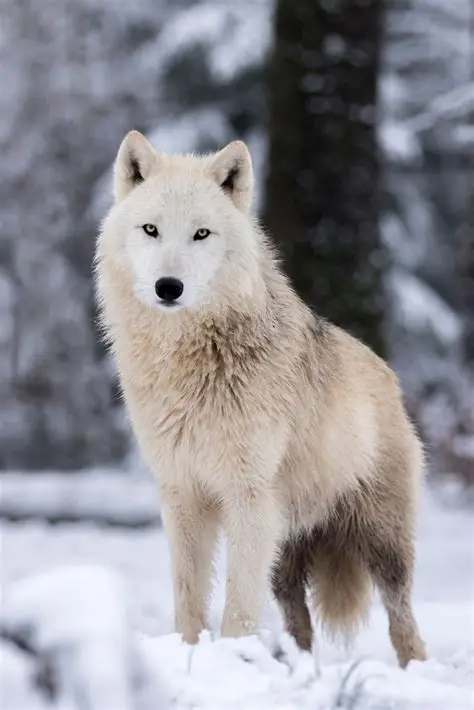 loup